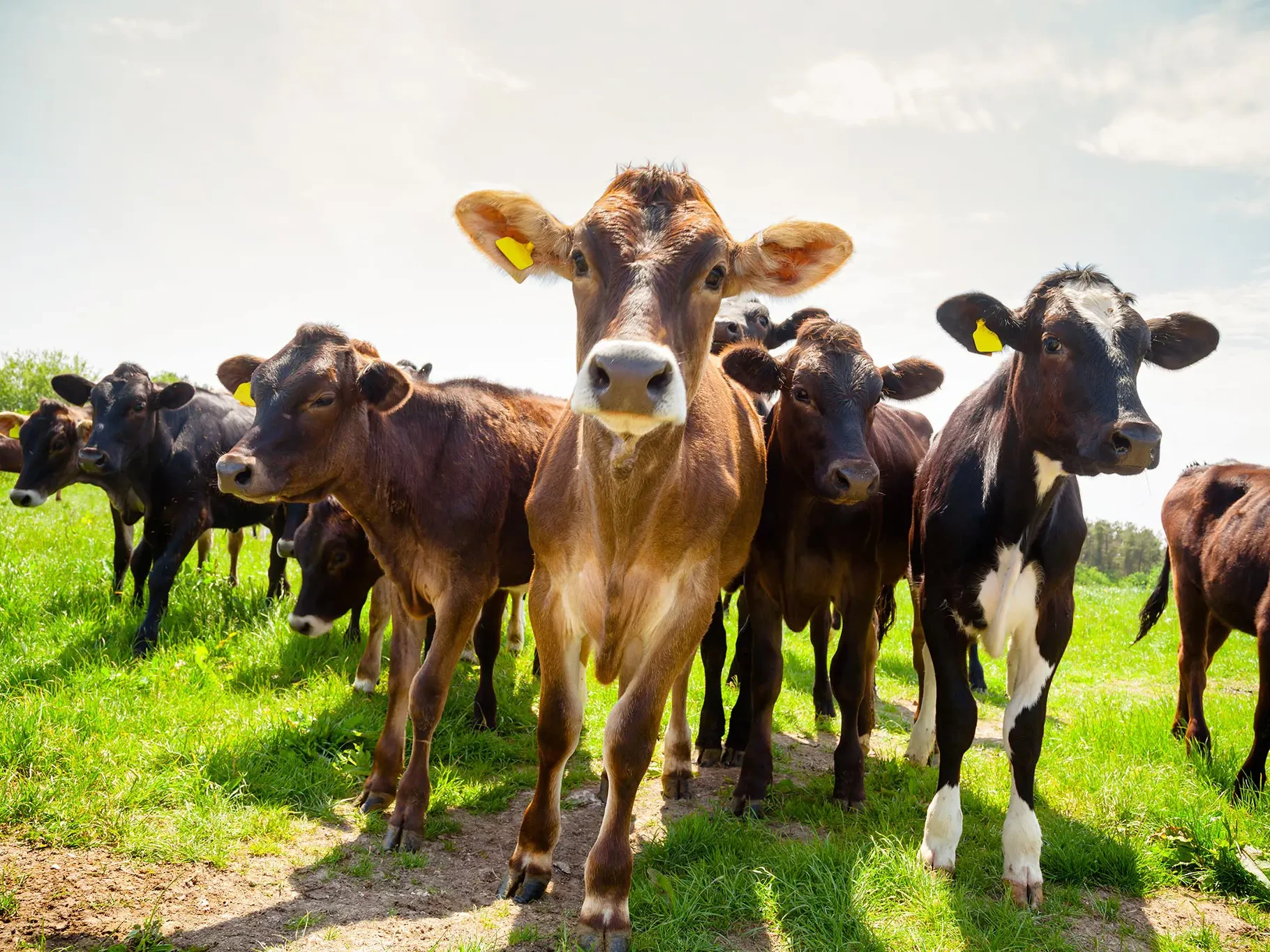 hannah dairy research